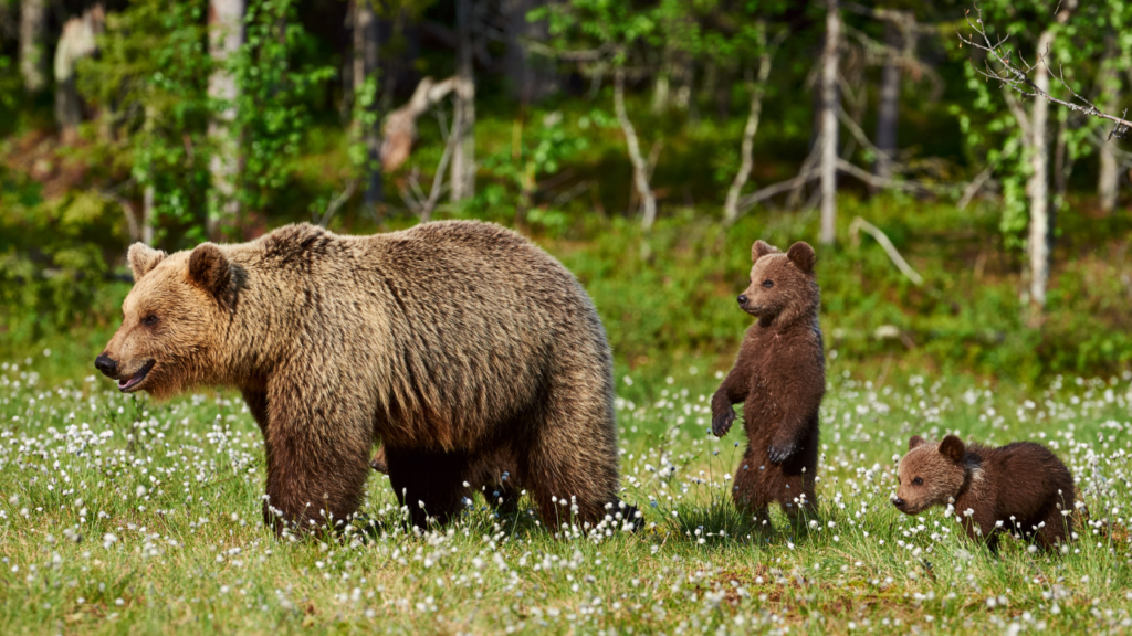 クマの一家